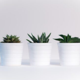 Plants in Pot